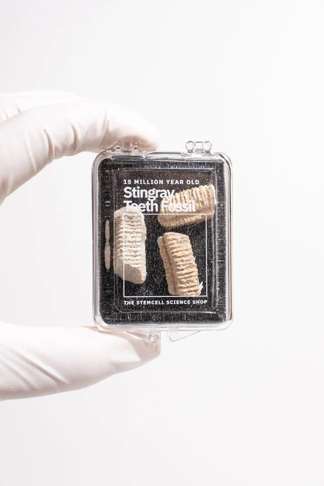 Fossilized Stingray Teeth (ONLINE ORDER ONLY)