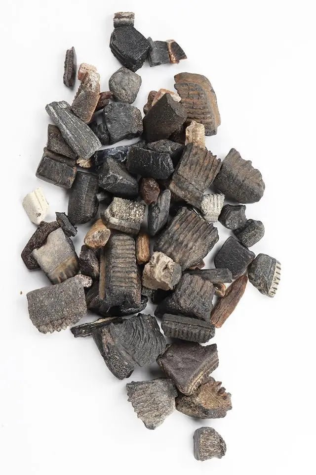 Fossilized Stingray Teeth (ONLINE ORDER ONLY)