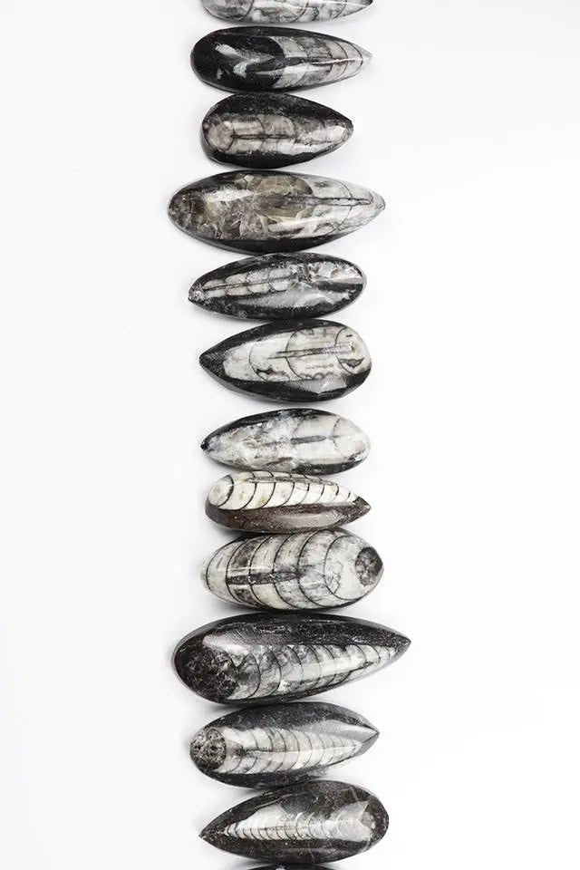 Geisenoceras Fossil (ONLINE ORDER ONLY)