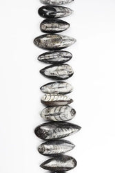 Geisenoceras Fossil (ONLINE ORDER ONLY)