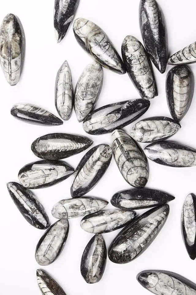 Geisenoceras Fossil (ONLINE ORDER ONLY)