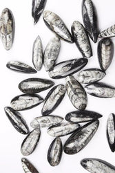 Geisenoceras Fossil (ONLINE ORDER ONLY)