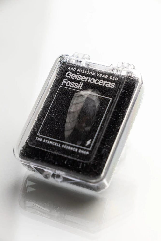 Geisenoceras Fossil (ONLINE ORDER ONLY)