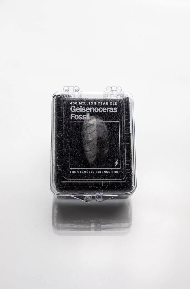 Geisenoceras Fossil (ONLINE ORDER ONLY)