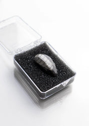 Geisenoceras Fossil (ONLINE ORDER ONLY)
