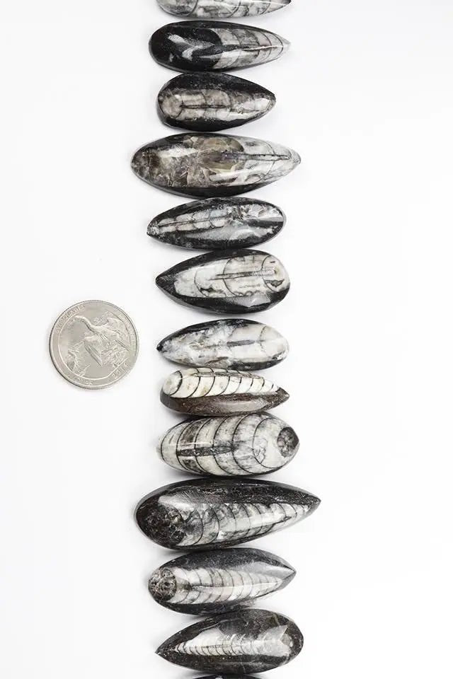 Geisenoceras Fossil (ONLINE ORDER ONLY)