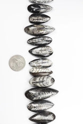 Geisenoceras Fossil (ONLINE ORDER ONLY)