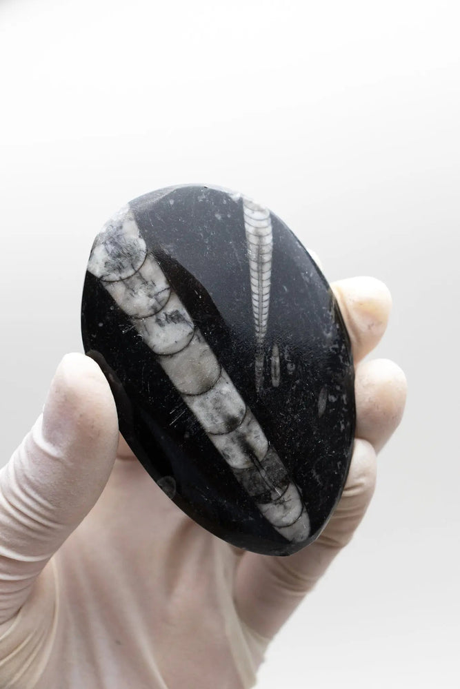 Geisenoceras Fossil (ONLINE ORDER ONLY)