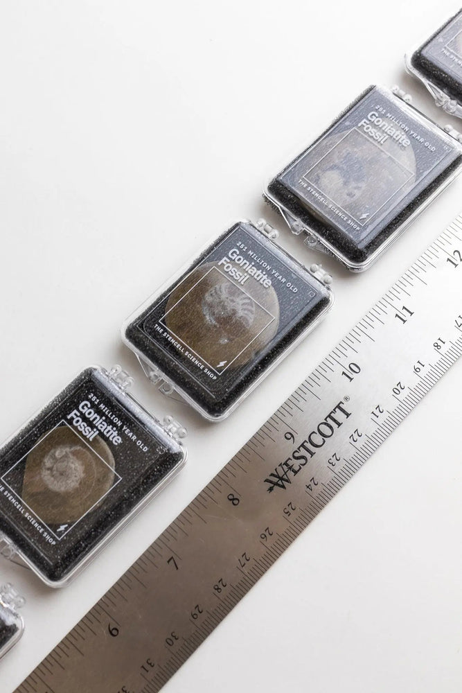 Goniatite Fossil (ONLINE ORDER ONLY)