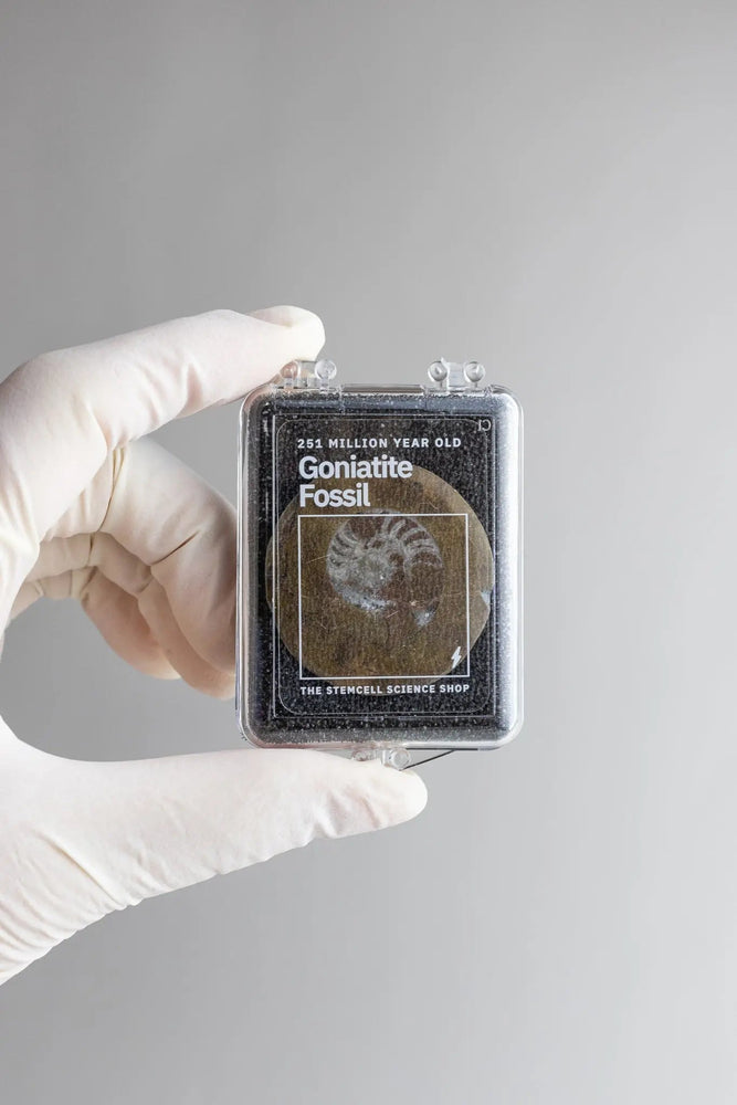 Goniatite Fossil (ONLINE ORDER ONLY)