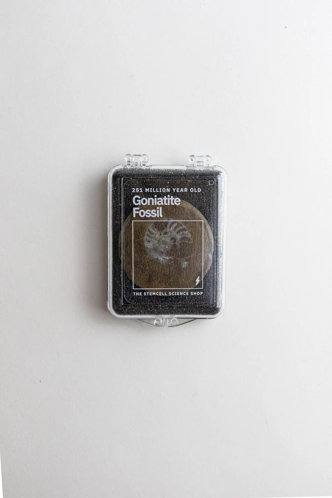 Goniatite Fossil (ONLINE ORDER ONLY)