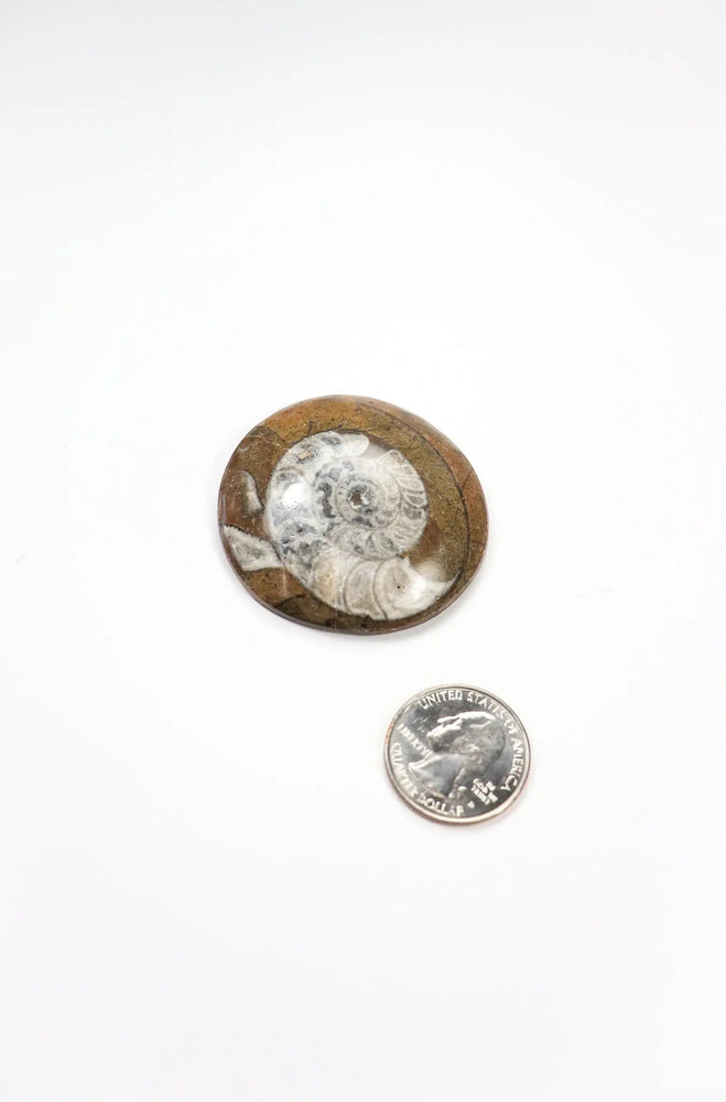 Goniatite Fossil (ONLINE ORDER ONLY)