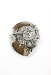 Goniatite Fossil (ONLINE ORDER ONLY)