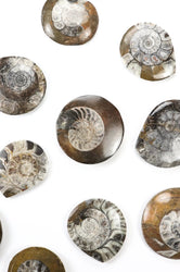 Goniatite Fossil (ONLINE ORDER ONLY)