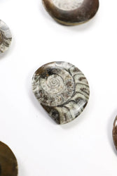 Goniatite Fossil (ONLINE ORDER ONLY)