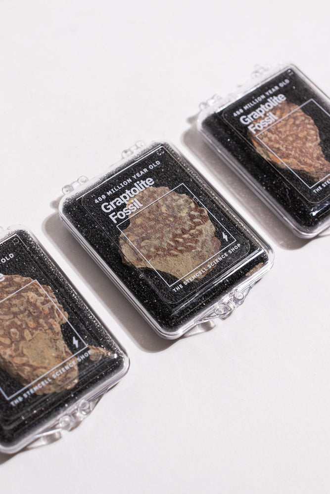 Graptolite (ONLINE ORDER ONLY)
