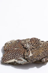 Graptolite (ONLINE ORDER ONLY)