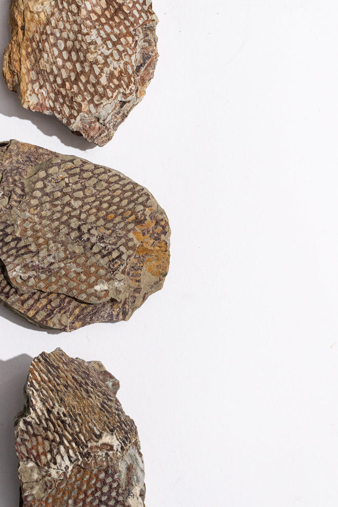 Graptolite (ONLINE ORDER ONLY)