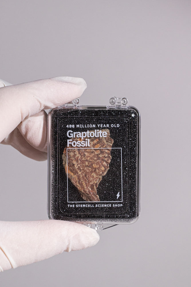 Graptolite (ONLINE ORDER ONLY)