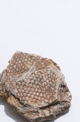 Graptolite (ONLINE ORDER ONLY)