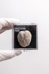 Heart Urchin Fossil (ONLINE ORDER ONLY)
