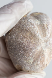 Heart Urchin Fossil (ONLINE ORDER ONLY)