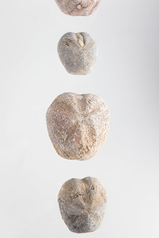 Heart Urchin Fossil (ONLINE ORDER ONLY)