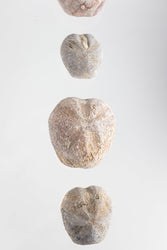 Heart Urchin Fossil (ONLINE ORDER ONLY)