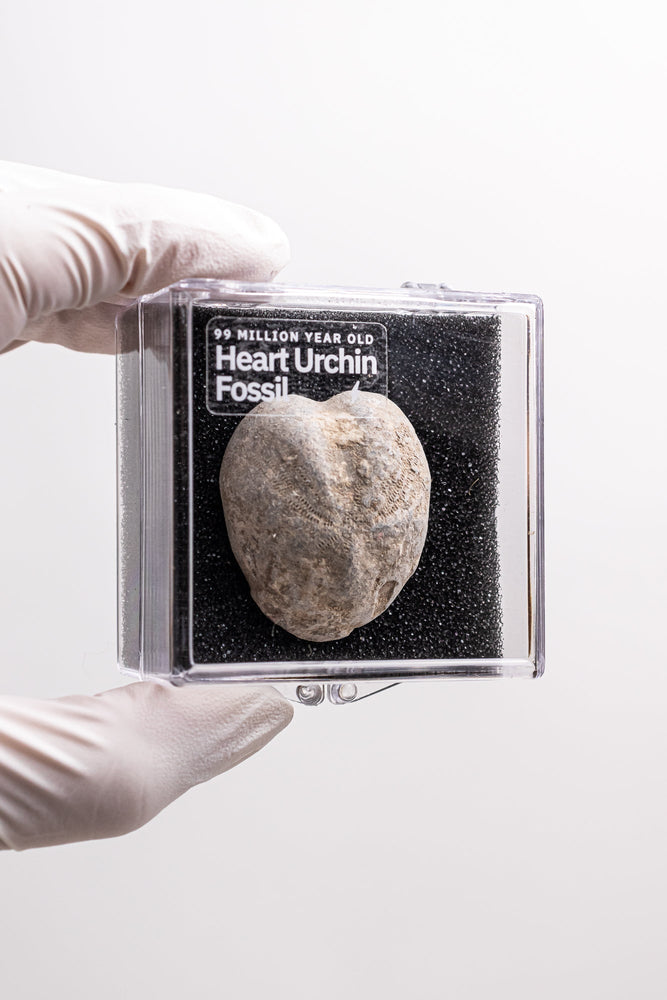 Heart Urchin Fossil (ONLINE ORDER ONLY)