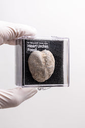 Heart Urchin Fossil (ONLINE ORDER ONLY)