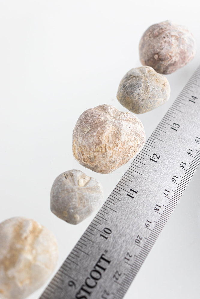 Heart Urchin Fossil (ONLINE ORDER ONLY)