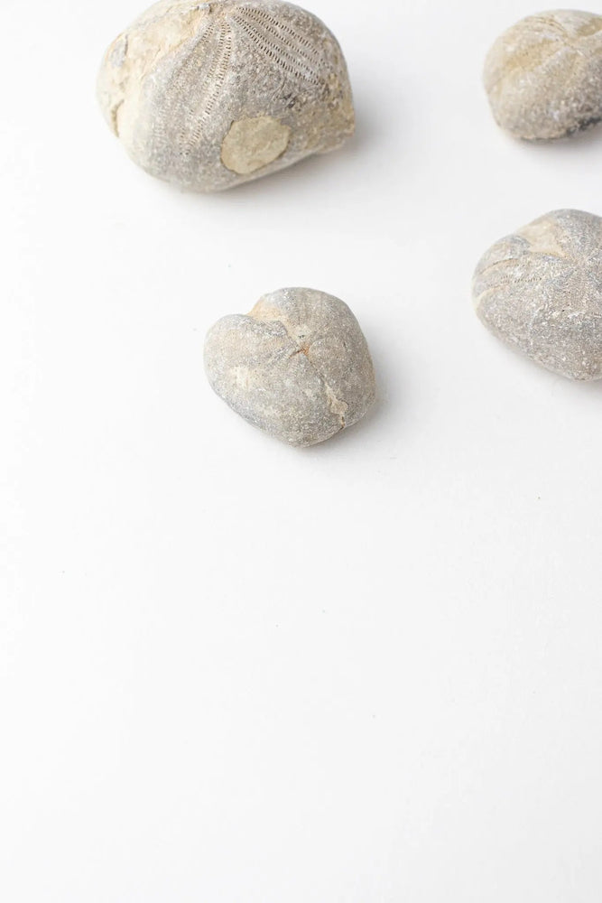 Heart Urchin Fossil (ONLINE ORDER ONLY)