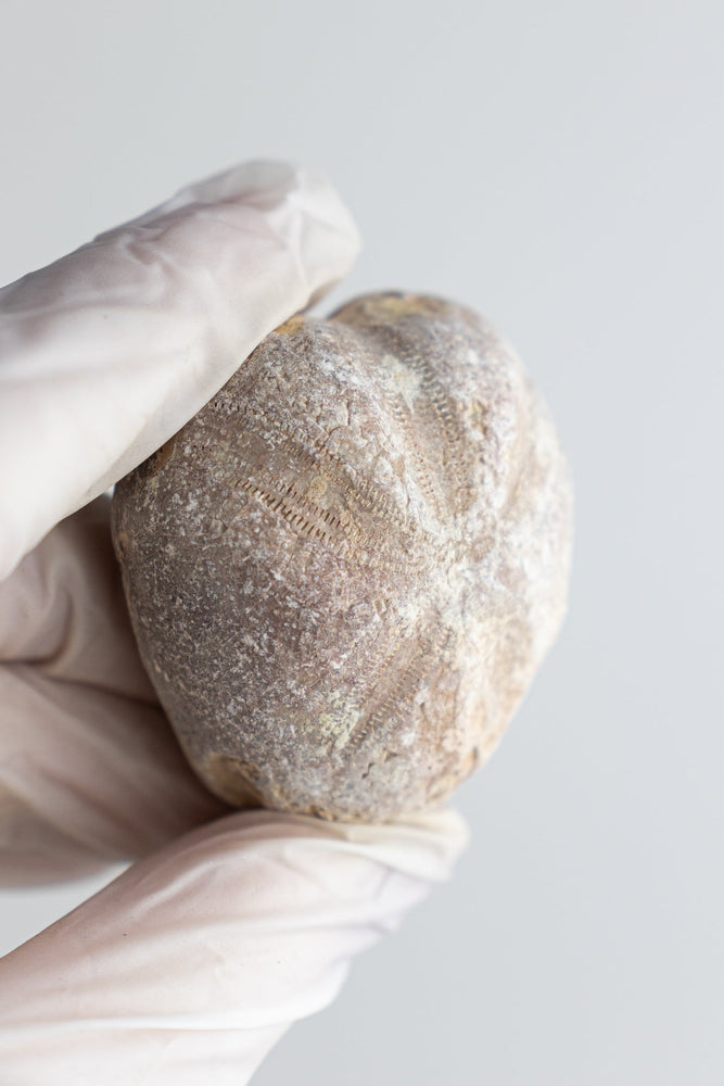 Heart Urchin Fossil (ONLINE ORDER ONLY)