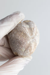 Heart Urchin Fossil (ONLINE ORDER ONLY)