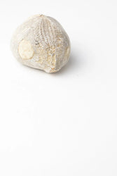 Heart Urchin Fossil (ONLINE ORDER ONLY)
