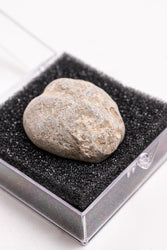 Heart Urchin Fossil (ONLINE ORDER ONLY)