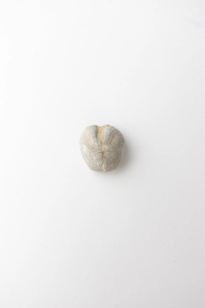 Heart Urchin Fossil (ONLINE ORDER ONLY)