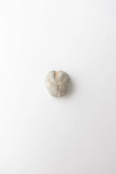 Heart Urchin Fossil (ONLINE ORDER ONLY)