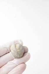 Heart Urchin Fossil (ONLINE ORDER ONLY)