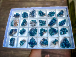 Hidden Forest Pocket Fluorite Clusters, Diana Maria Mine, Daylight Fluorescent Fluorite (ONLINE ORDER ONLY)
