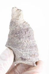 Horn Coral Fossil (ONLINE ORDER ONLY)