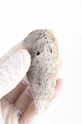 Horn Coral Fossil (ONLINE ORDER ONLY)