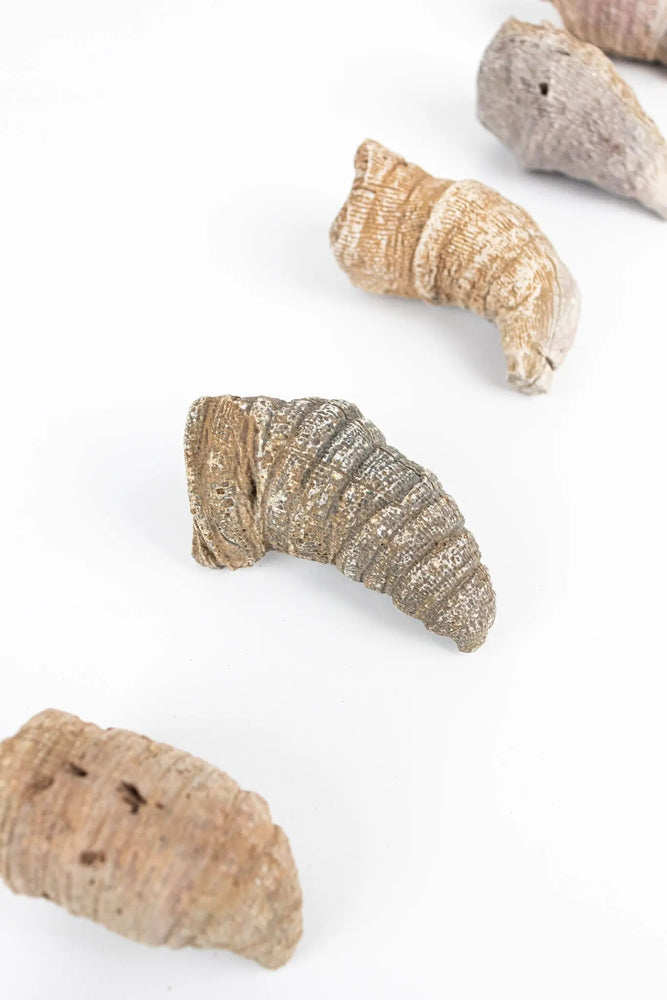Horn Coral Fossil (ONLINE ORDER ONLY)