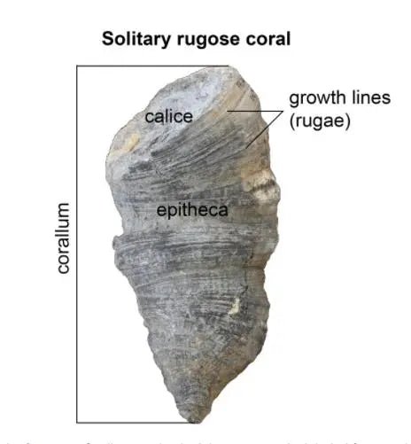Horn Coral Fossil (ONLINE ORDER ONLY)