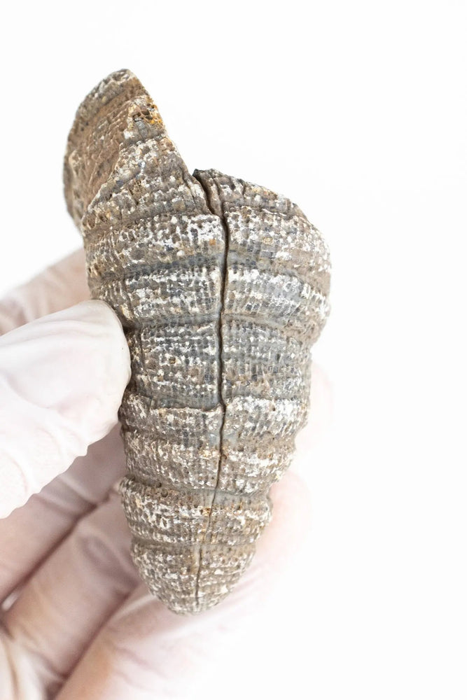 Horn Coral Fossil (ONLINE ORDER ONLY)