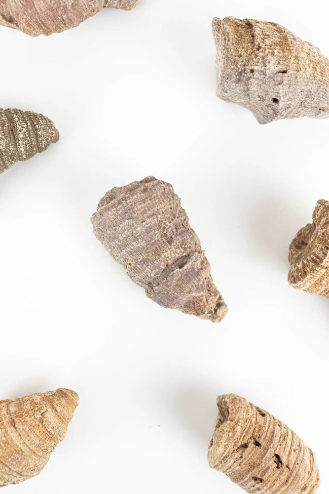 Horn Coral Fossil (ONLINE ORDER ONLY)