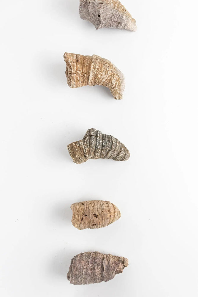Horn Coral Fossil (ONLINE ORDER ONLY)