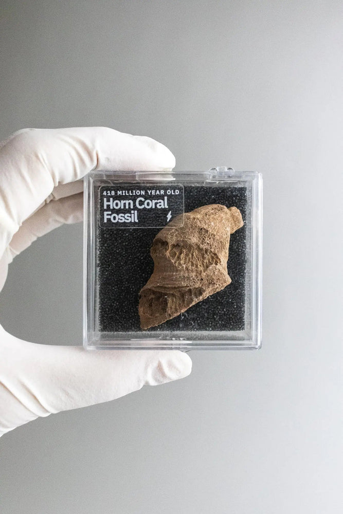 Horn Coral Fossil (ONLINE ORDER ONLY)