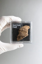 Horn Coral Fossil (ONLINE ORDER ONLY)