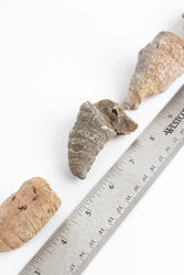 Horn Coral Fossil (ONLINE ORDER ONLY)
